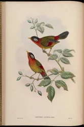 Leiothrix laurinae = Leiothrix argentauris laurinae